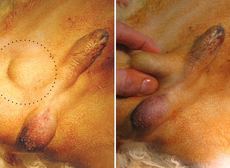 Ectopie testiculaire ou cryptorchidie chez le chien