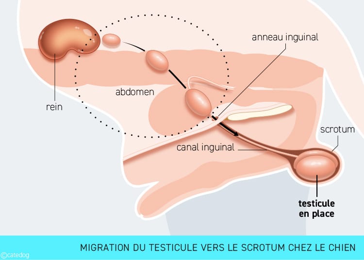 Ectopie testiculaire chez le chien