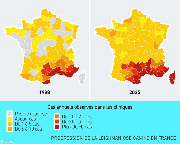 Evolution de la leishmaniose en France