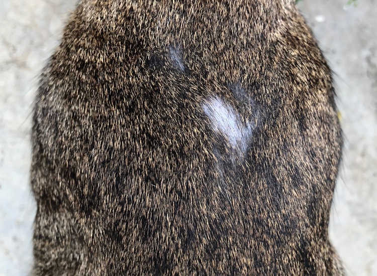 Repousse de poils blancs suite au retrait d’un fibrosarcome chez un chat