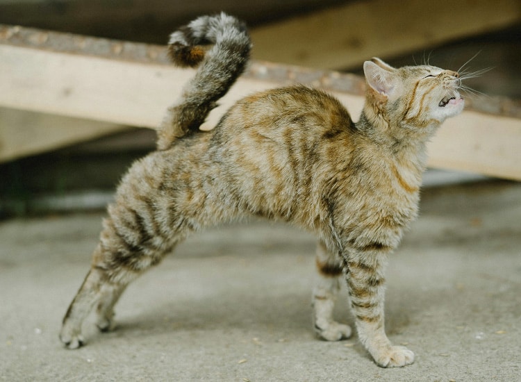 Fibrosarcome sur le dos chez le chat
