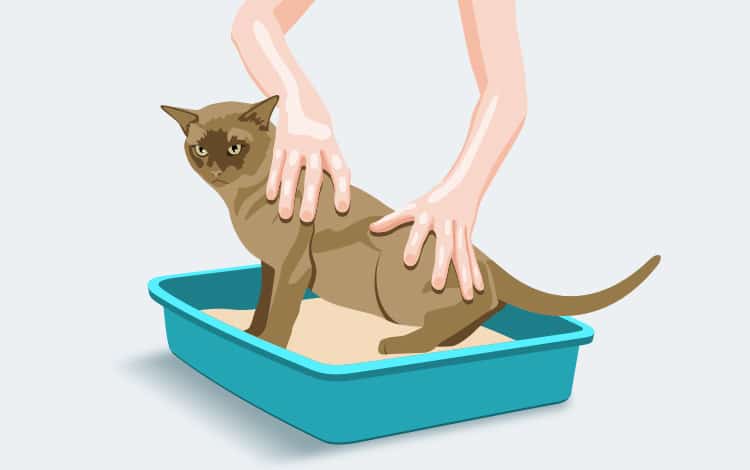 Forcer son chat à faire pipi dans sa litière plutôt que de faire pipi partout