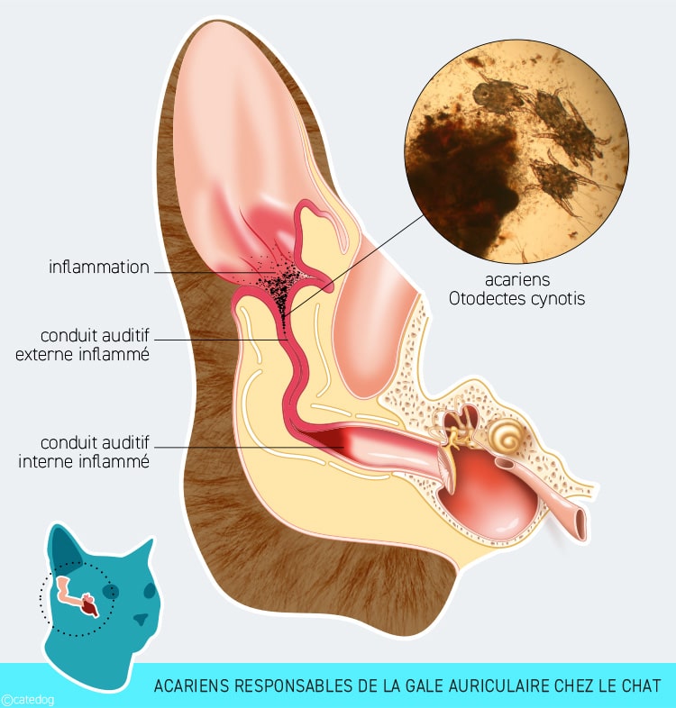 Gale des oreilles chez le chat due à un acarien