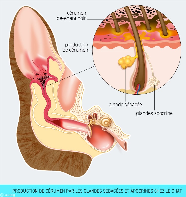 Gale des oreilles chez le chat avec production de cerumen noir