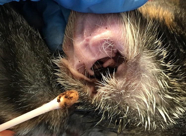 Chat atteint de gale auriculaire et nettoyage du pavillon de l’oreille à l’aide d’un coton-tige