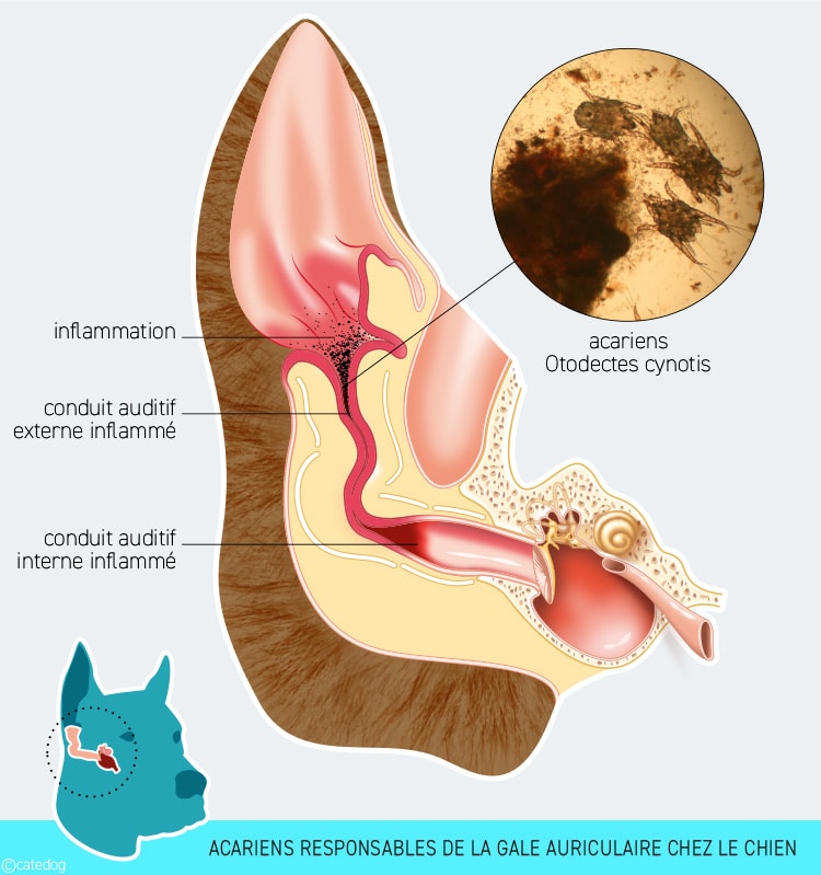 Gale des oreilles chez le chien due à un acarien