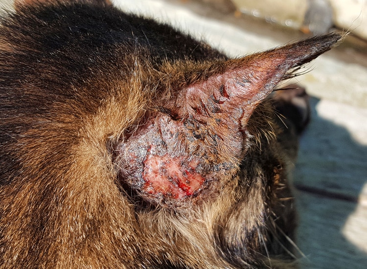 Lésion de grattage à la base de l’oreille chez un chat atteint de gale auriculaire