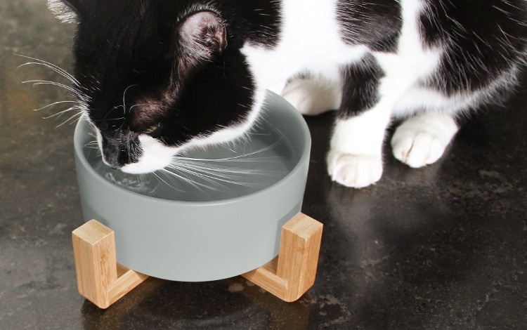 Gamelle en céramique surélevée pour chat