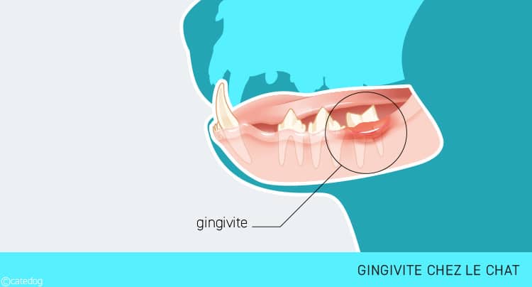 Gingivite chez le chat avec la gencive rouge
