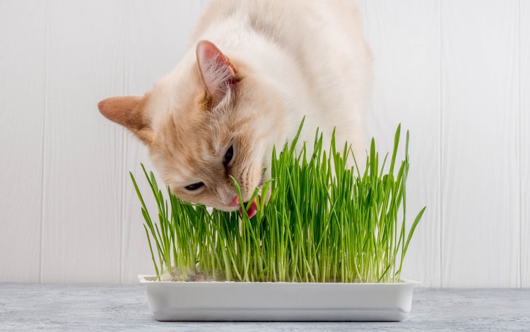Chat ingérant de l'herbe à chat pour se purger