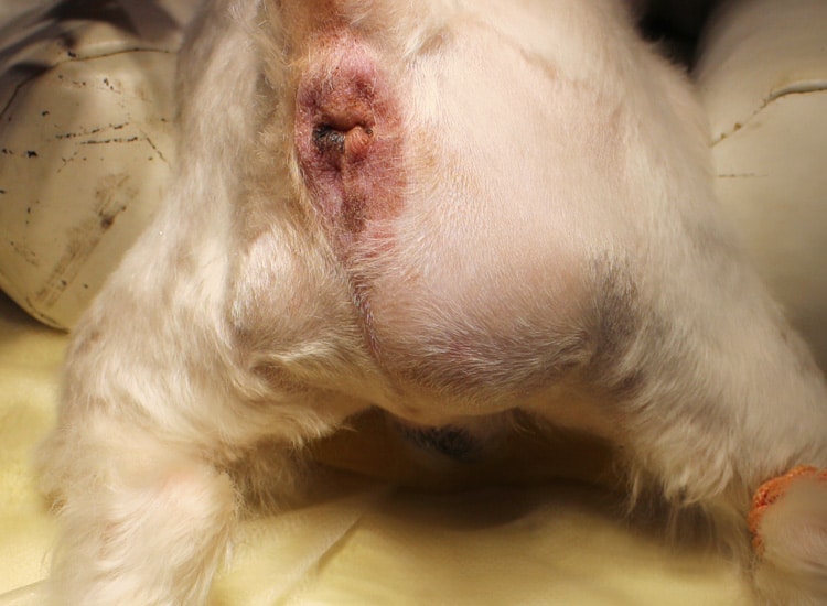Hernie périnéale chez le chien