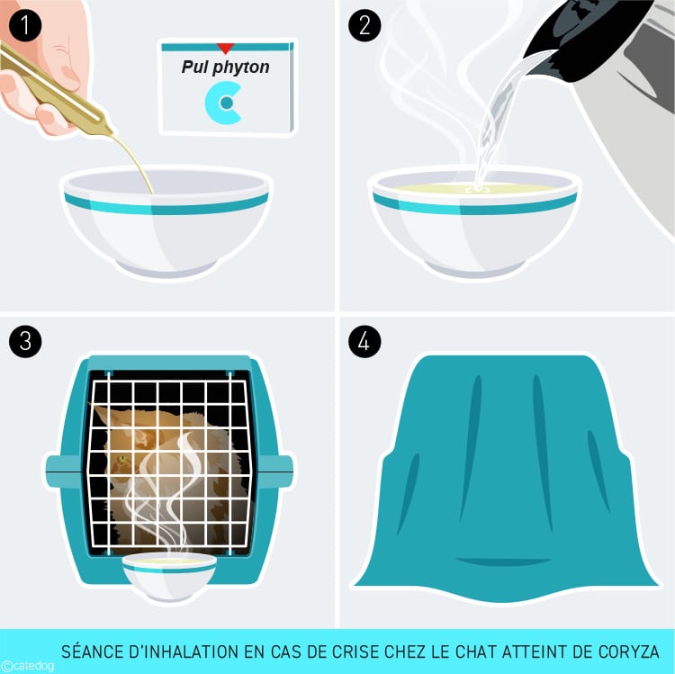 Séance d'inhalation chez un chat atteint de coryza avec du Pul phyton