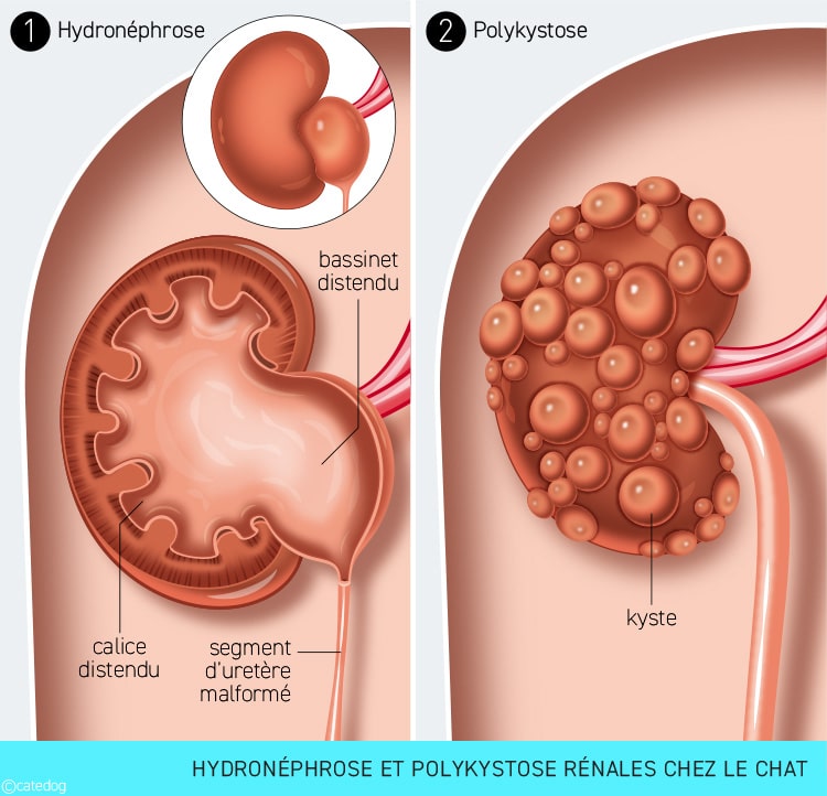 Hydronéphrose et polykystose dans l'insuffisance rénale du chat