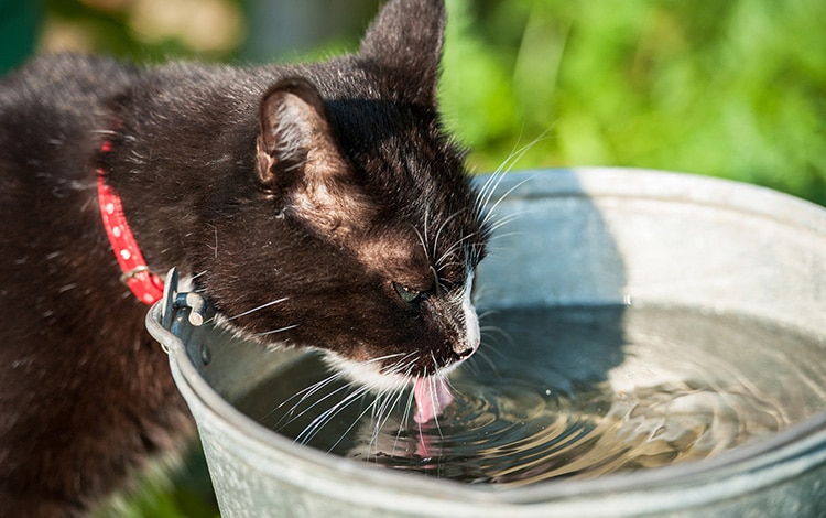 Chat qui boit beaucoup lors d'insuffisance rénale