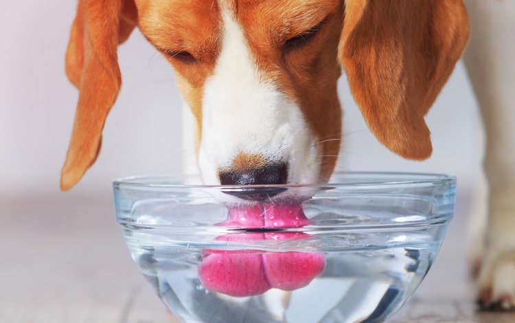Chien qui boit beaucoup lors d'insuffisance rénale