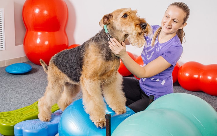 Kinésithérapie avec ballon pour le chien avec de l'athrose