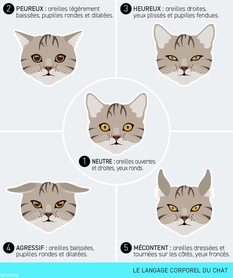 Langage corporel et tête du chat peureux, heureux, agressif, mécontent et normal