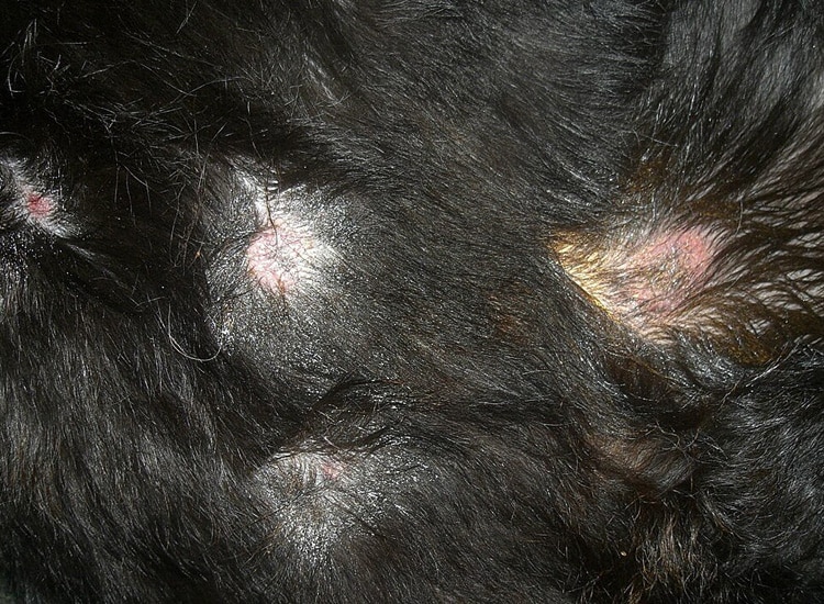 Leishmaniose sur la peau du chien