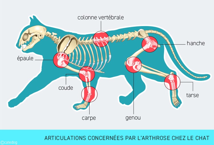 Localisation de l'arthrose sur les articulations du chat