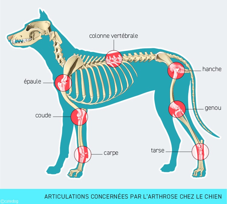 Localisation de l'arthrose sur les articulations du chien