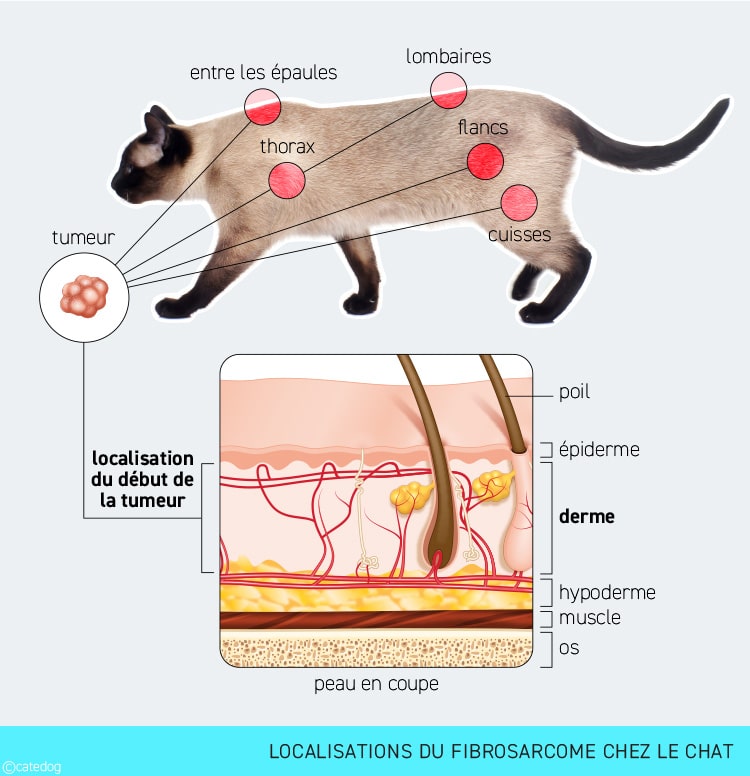 Localisation de la tumeur fibrosarcome sur le corps du chat