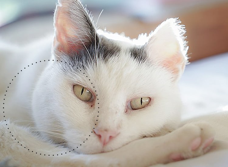 Masse au niveau du cou chez un chat, correspondant à l’atteinte ganglionnaire d’un lymphome multicentrique