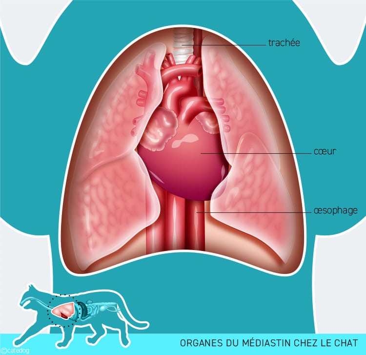 Lymphome médiastinal chez le chat