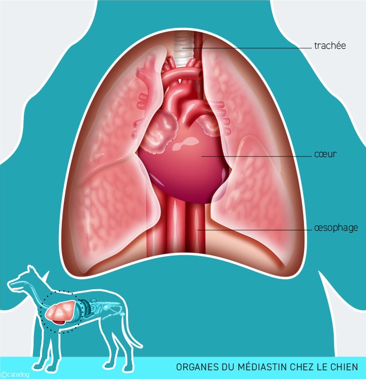 Lymphome médiastinal chez le chien