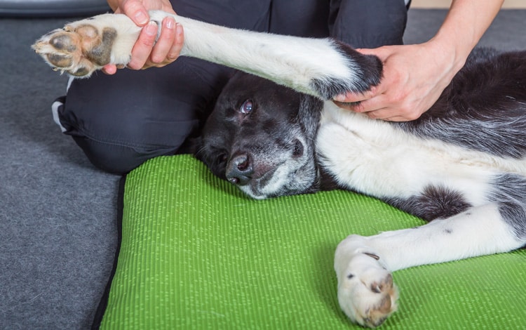 Massothérpaie avec massage et étirement pour le chien avec de l'athrose