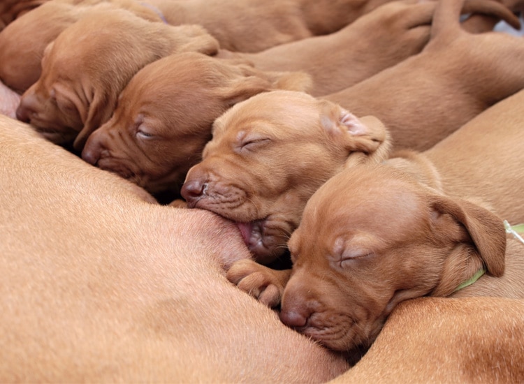 Allaitement des chiots après mise bas de la chienne