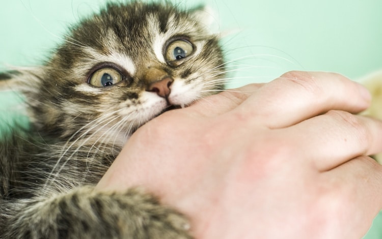 Mon chat me mord d’un seul coup alors que je le caresse depuis un moment : que signifie ce comportement ?