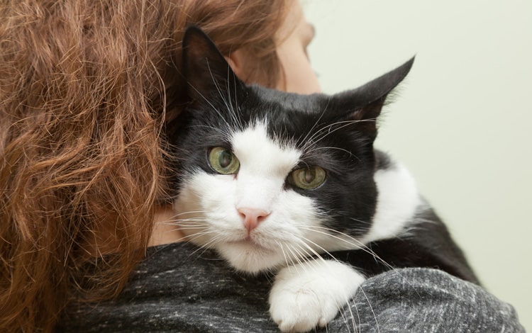 Mon chat « pétrit » mes cheveux au lieu d’une couverture, que signifie ce comportement ?
