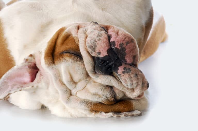 Pourquoi mon chien choisit-il toujours de dormir à l’entrée de la maison ou de l’appartement ?