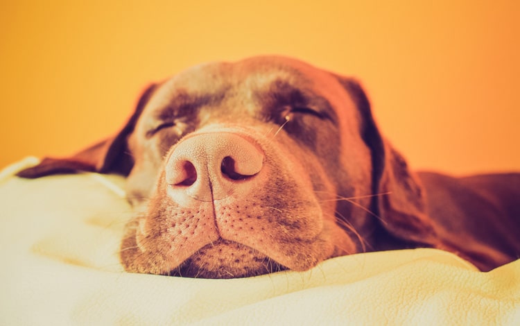 Mon chien bouge les pattes et pousse des gémissements quand il dort : rêve-t-il ou a-t-il un problème de santé ?