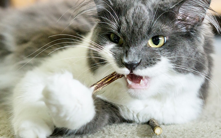 Nettoyer les dents du chat avec des bâtons de matatabi