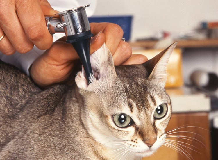 Examen de l’oreille d’un chat par un vétérinaire à l’aide d’un otoscope