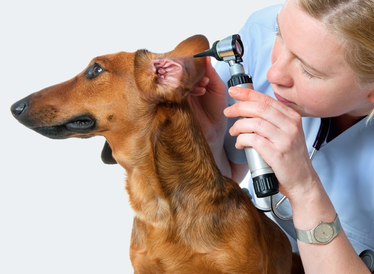 Examen de l’oreille d’un chien réalisé par un vétérinaire grâce à un otoscope