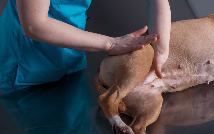 Ostéopathie pour le chien avec de l'athrose