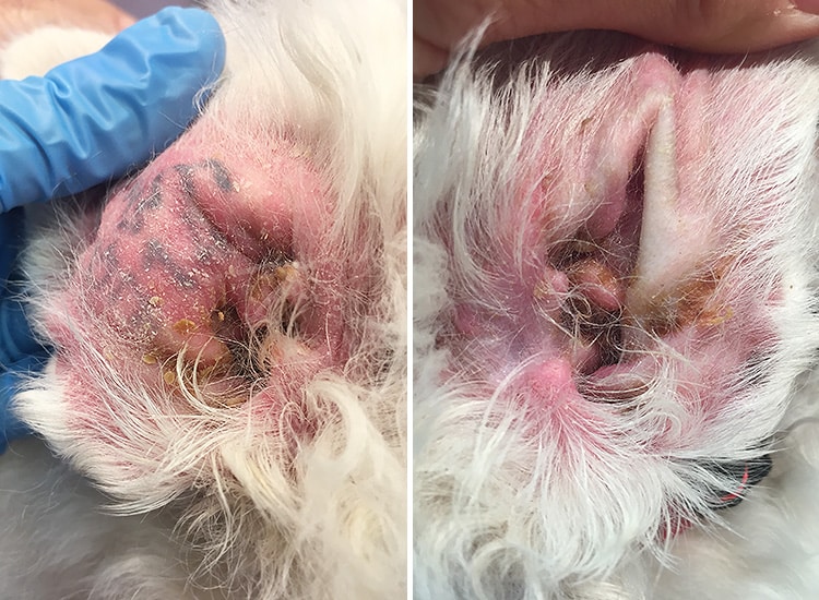 Otites externes avec inflammation et production de cérumen dans les deux oreilles d’un chien Westie
