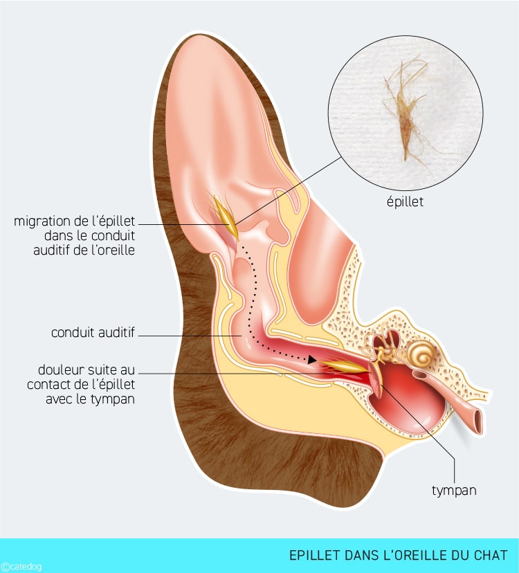 Epillet dans l'oreille du chat provocant une otite