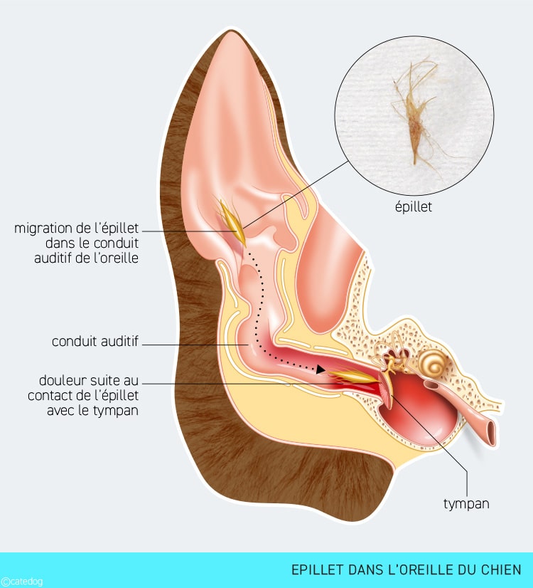 Epillet dans l'oreille du chien provocant une otite
