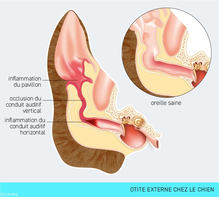 Otite externe dans l'oreille du chien