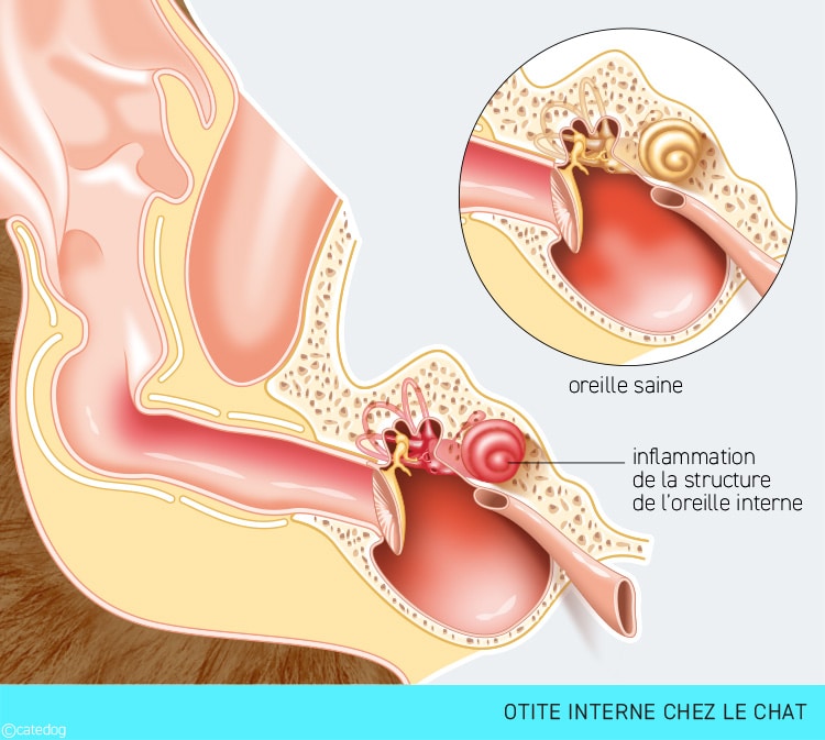 Otite interne dans l'oreille du chat