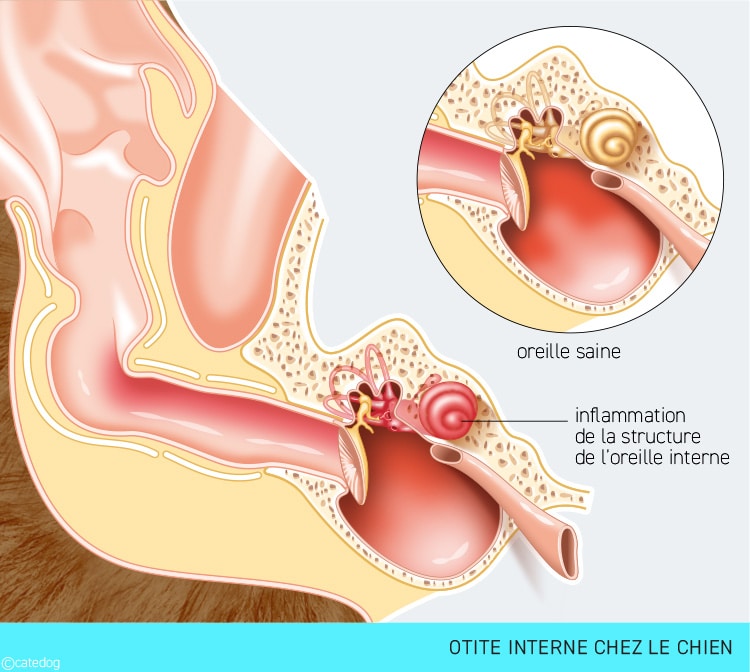 Otite interne dans l'oreille du chien