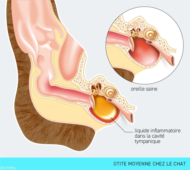 Otite moyenne dans l'oreille du chat