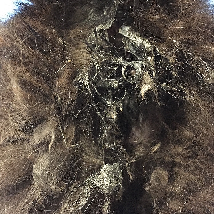 écoulements de pus de couleur blanc laiteux de la vulve d'une chatte atteinte d'un pyomètre