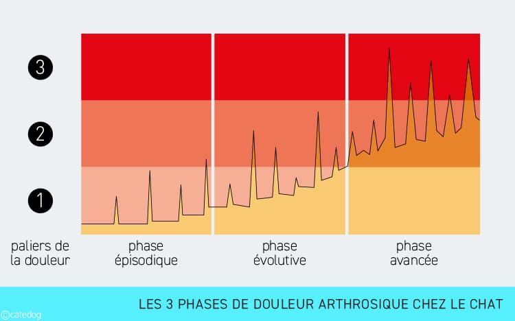 Phases et paliers de la douleur de l'arthrose chez le chat