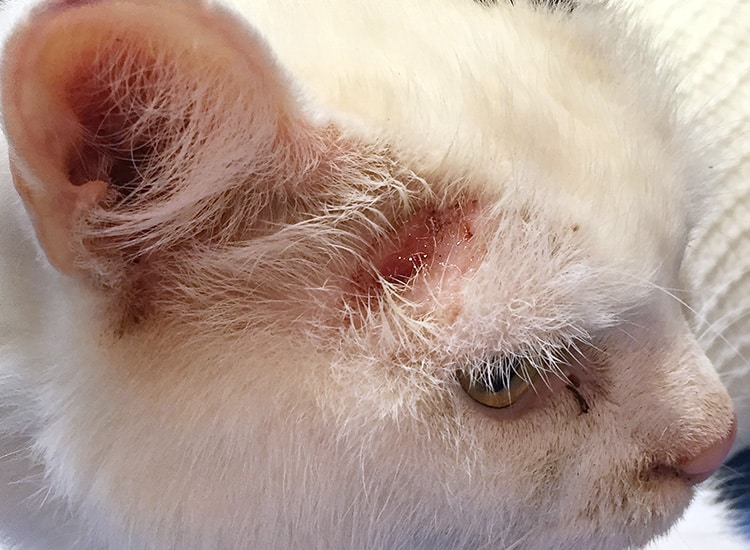Dermatite par allergie aux piqûres de puces sous l'oreille d'un chat