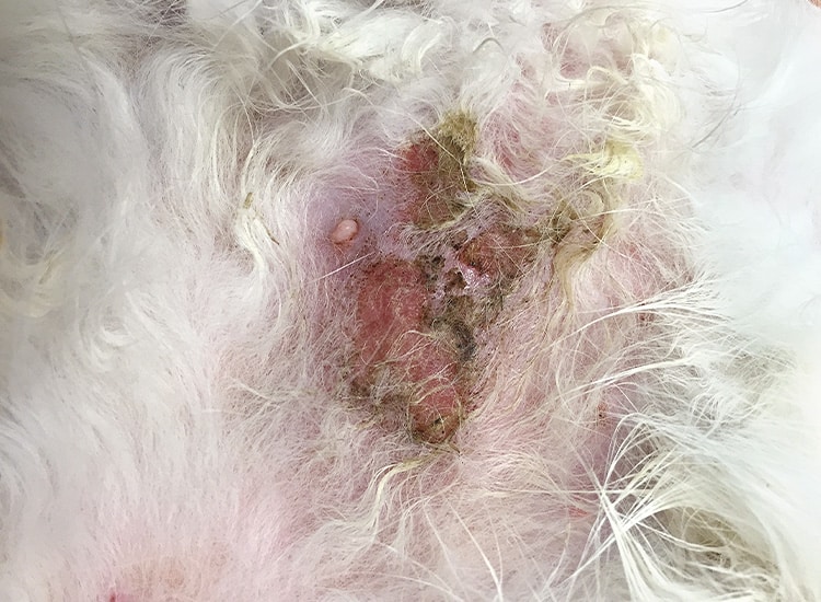 Dermatite par allergie aux piqûres de puces sur la peau du chat
