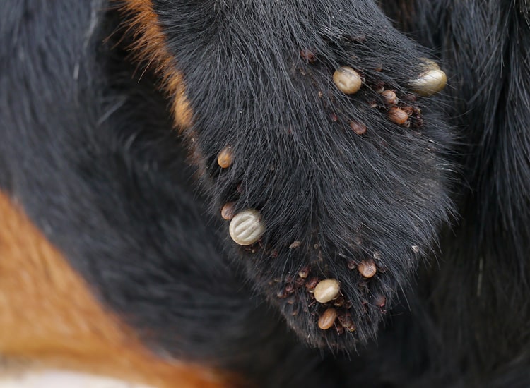 Piqûre de tique sur l'oreille d'un chien